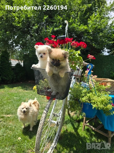 померан Померанче , снимка 1