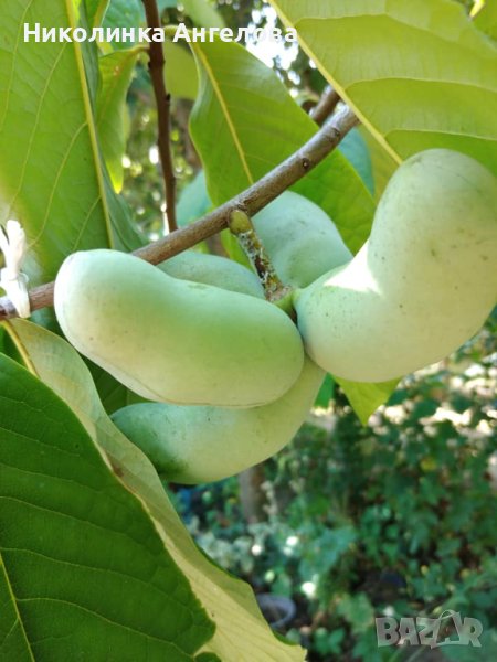 Асимина  Трилоба  / Индиански  банан /  10  лв / бр, снимка 1