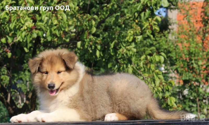 Шотланска овчарка-Коли, снимка 1