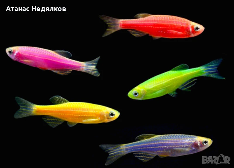 Данио Glo fish, снимка 1
