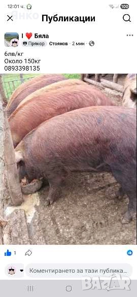 Прасе около150кг, снимка 1