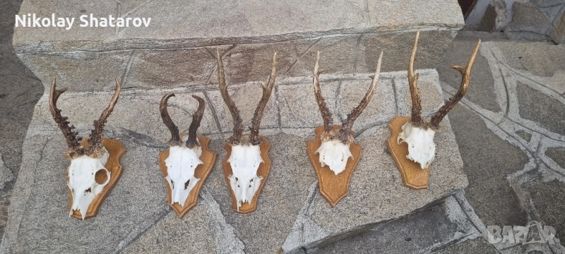 трофеи от съръндак, снимка 1