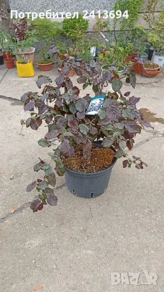къдрав червен лешник corylus Red Majestic , снимка 1