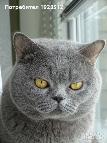 Мъжки късокосмест британец за разплод, снимка 1