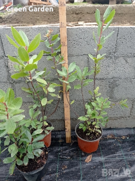 Ягодово Дърбо Арбутус , снимка 1