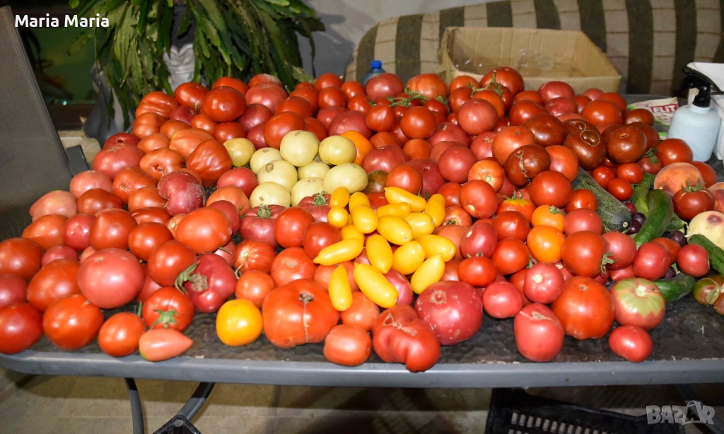 семена на домати /не хибридни/, снимка 1