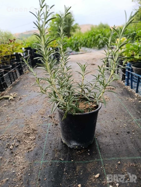 Розмарин, снимка 1