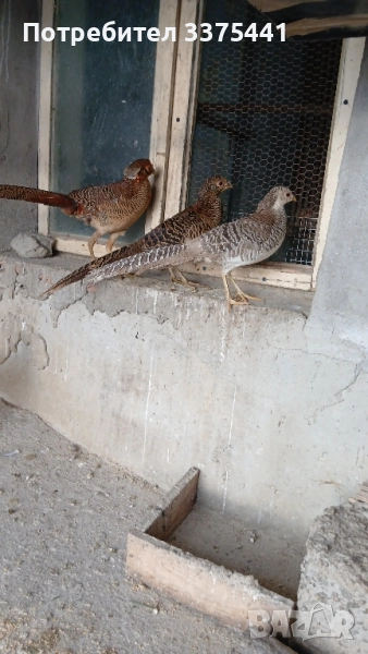 двойки червено златни и жълто златни фазани , снимка 1