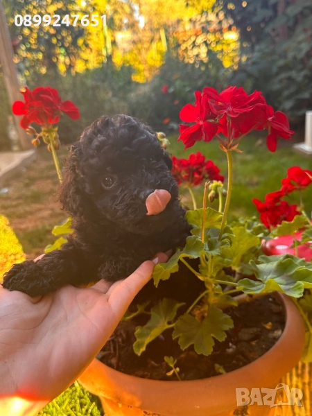 Пудел тойче, снимка 1