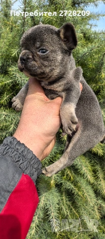 Френски булдог Блу Тан/French Bulldog Blue Tan , снимка 15 - Френски булдог - 53684413