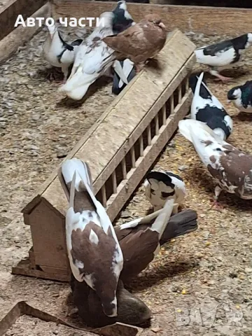 пазарджишки високолетачи със добри постижения , снимка 11 - Гълъби - 49029535