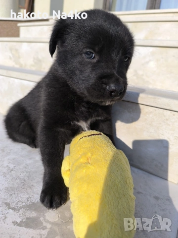 Малки сладури (кученца), снимка 4 - Други - 53710849