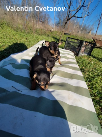  кученца , снимка 10 - Пинчер - 53499522