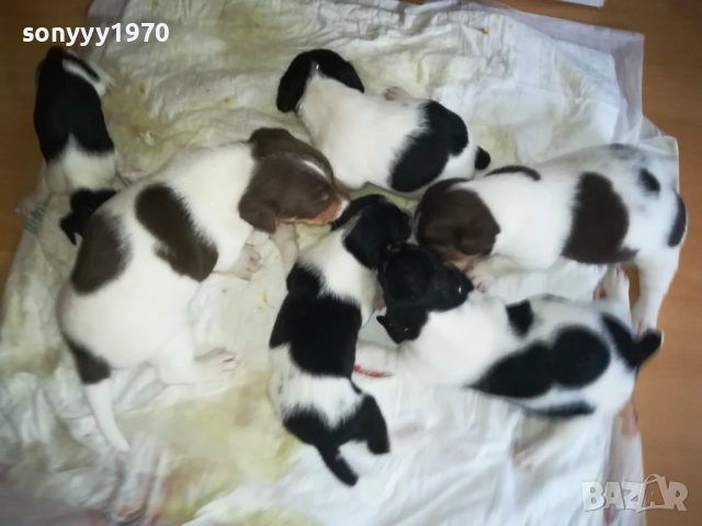 ПРОДАВАМЕ КУТРЕТА-ДЖАК РЪСЕЛ 250ЛВ ЗА 1БР 0309251809, снимка 5 - Джак ръсел териер - 51595617