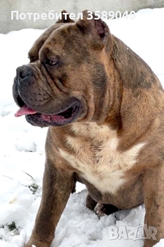 Американско Були ХЛ, снимка 7 - Други - 52942054