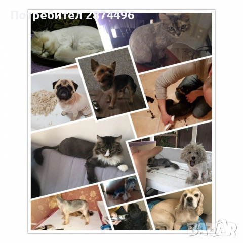 P2 Комплект безжична машинка за подстригване на домашни любимци , снимка 7 - Други стоки за животни - 36398151