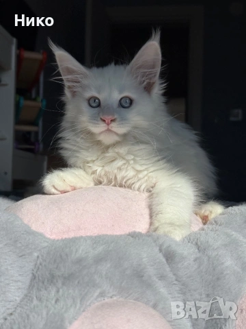 Мейн кун котенца / Мейн куун котенца / Maine coon kittens, снимка 6 - Мейн кун - 50068719