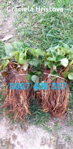 Продавам качествен разсад ягоди , снимка 2 - Градински цветя и растения - 53629947