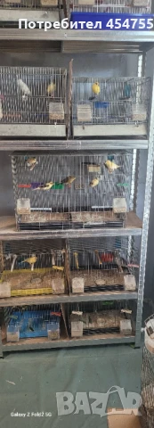 Певчевски канари, снимка 3 - Канари - 51177839