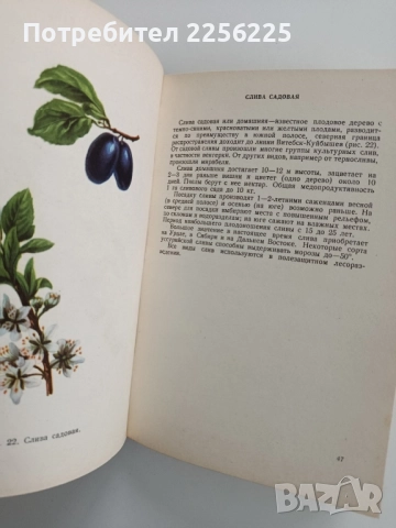 Албум с илюстрации на медоносни растения, снимка 4 - Специализирана литература - 52471052