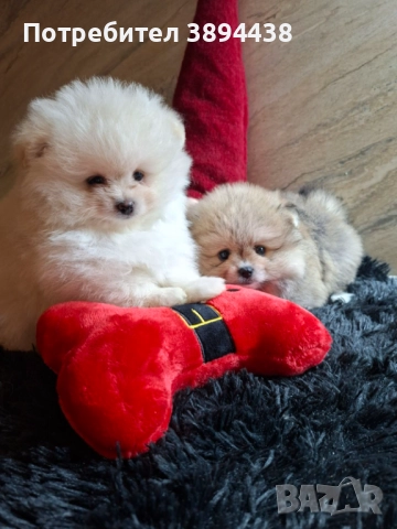 Померан женски