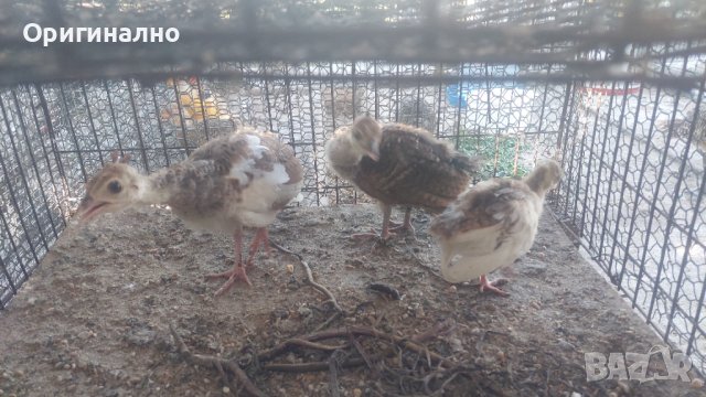 Папагали корели фазани и пауни, снимка 9 - Папагали - 41540263