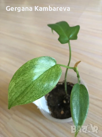 Philodendron Florida Ghost 