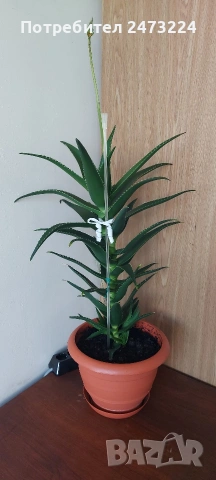 Алоета различни големини 