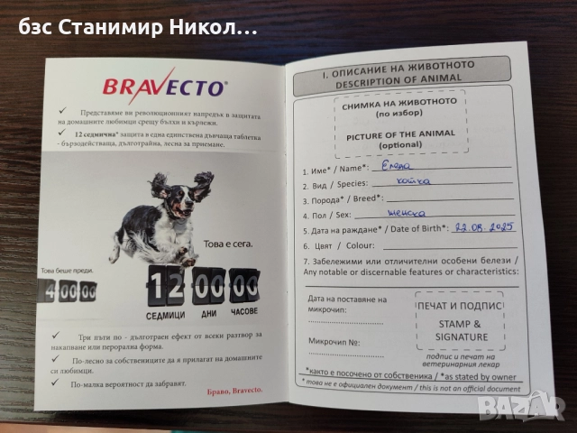 Женско екзотично персийско коте на 4 месеца., снимка 15 - Персийска - 52893968