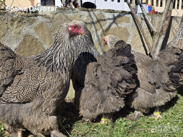 Продавам разплодни яйца от Сребърна Брама [Dark Brahma], снимка 6 - Кокошки и пуйки - 53811097