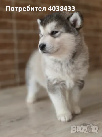 Аляски маламут, Варна, снимка 1