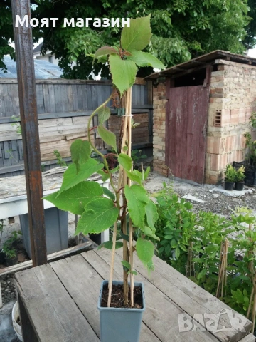 Киви - 10 вида, снимка 7 - Градински цветя и растения - 53641264