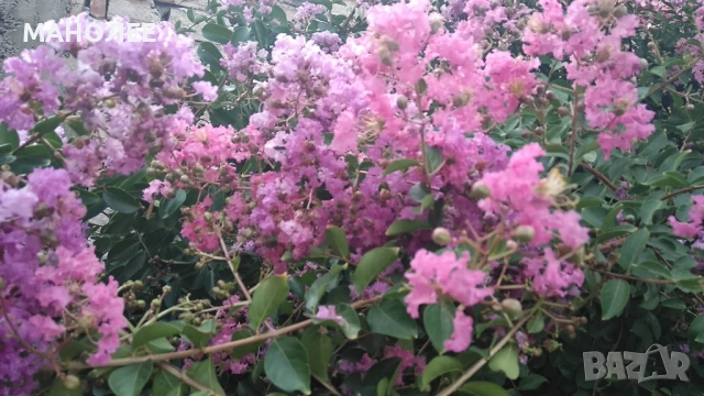 Индийски  люляк  - 2 цвята