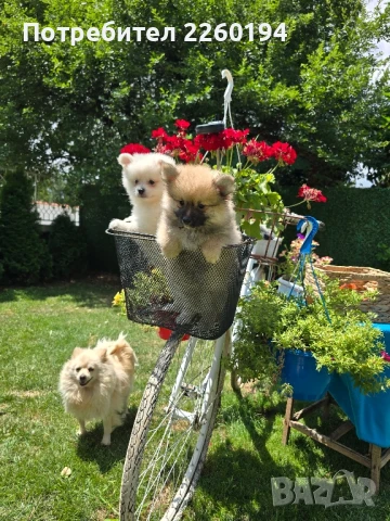 померан Померанче , снимка 1