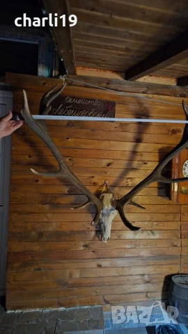 Еленови рога, снимка 13 - Антикварни и старинни предмети - 45140824