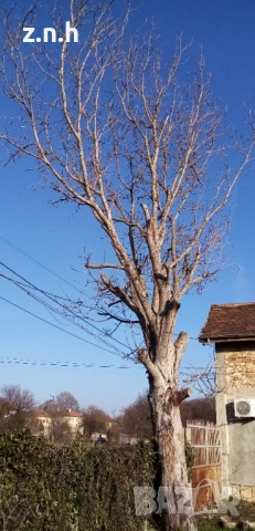 Подарявам орехово дърво, снимка 3 - Дърводелски услуги - 53718145