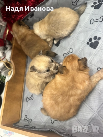 Померан/шпиц, снимка 5 - Померан - 52805951