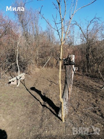 Парцел в м-т Козлуджа, снимка 7 - Парцели - 35751988