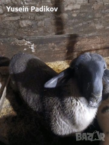 агнета, снимка 5 - Овце - 53632195