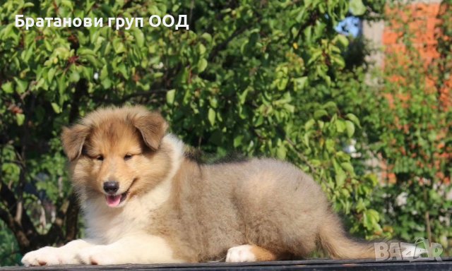 Шотланска овчарка-Коли