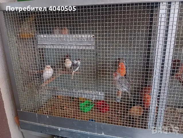 канарчета люпило 26 , снимка 7 - Канари - 56360176