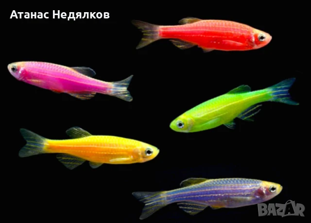 Данио Glo fish