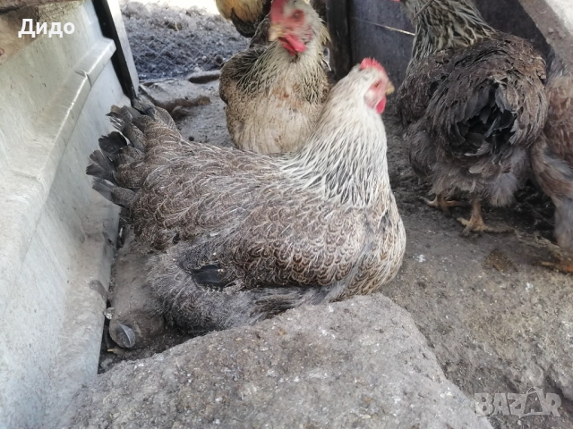 Разплодни яйца от катунски кокошки, снимка 3 - други­ - 52839554