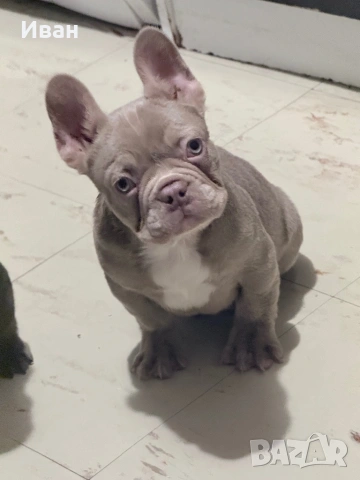 Френски булдог