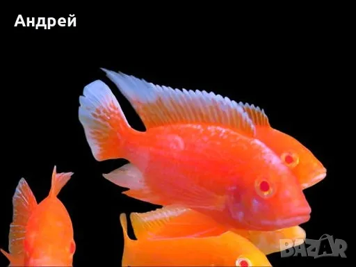 Аулнокари супер ред, снимка 2 - Рибки - 49932406
