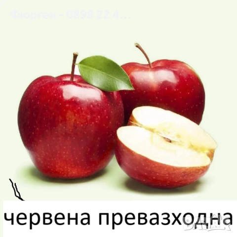   Ябълкa –  Фиданки подбрани сортове за богата и вкусна реколта, снимка 5 - Разсади - 52899934