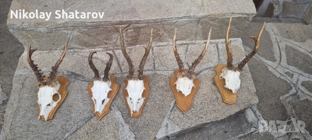 трофеи от съръндак