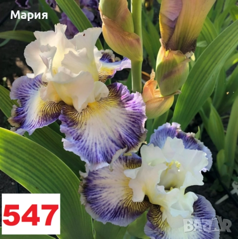 Сортови вискоки ириси /брадати ириси, снимка 14 - Градински цветя и растения - 51459398