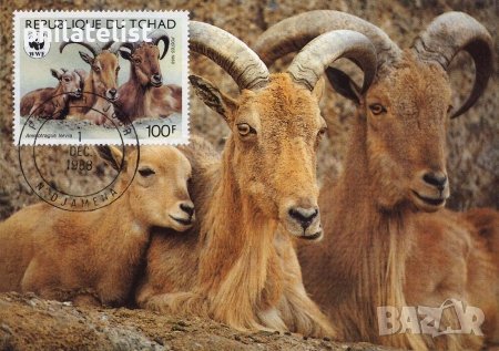 Чад 1988 - 4 броя Карти Максимум - WWF, снимка 3 - Филателия - 38842323