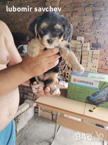 Шарени йоркита, снимка 2 - Йоркширски териер - 51701071